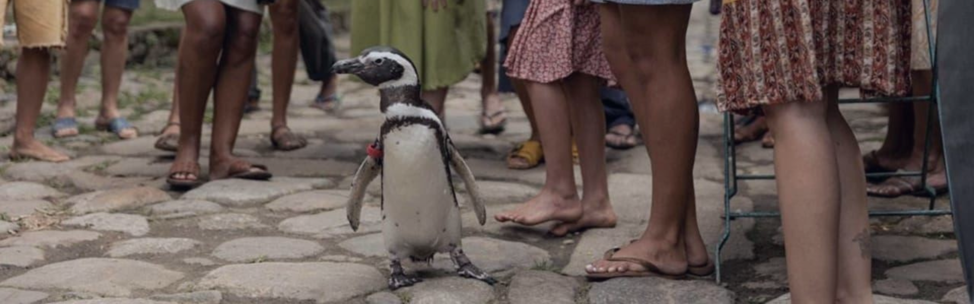 Mi amigo el Pingüino